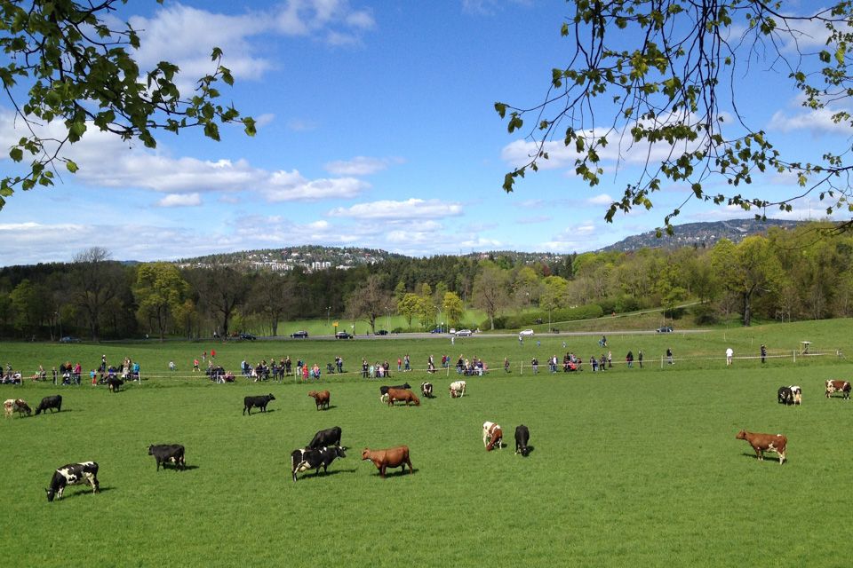 Cows pasturing.