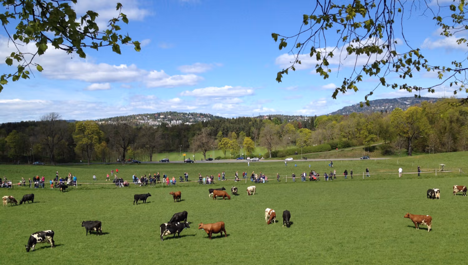 Cows pasturing.