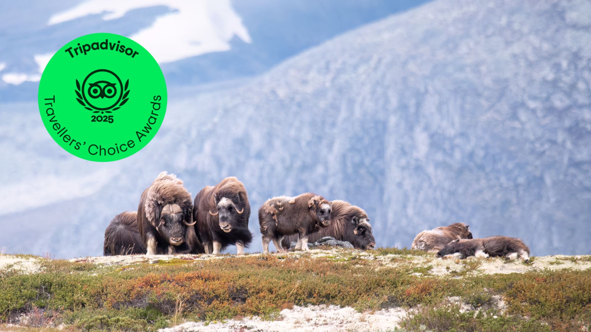 Musk Ox Safari - Public tour