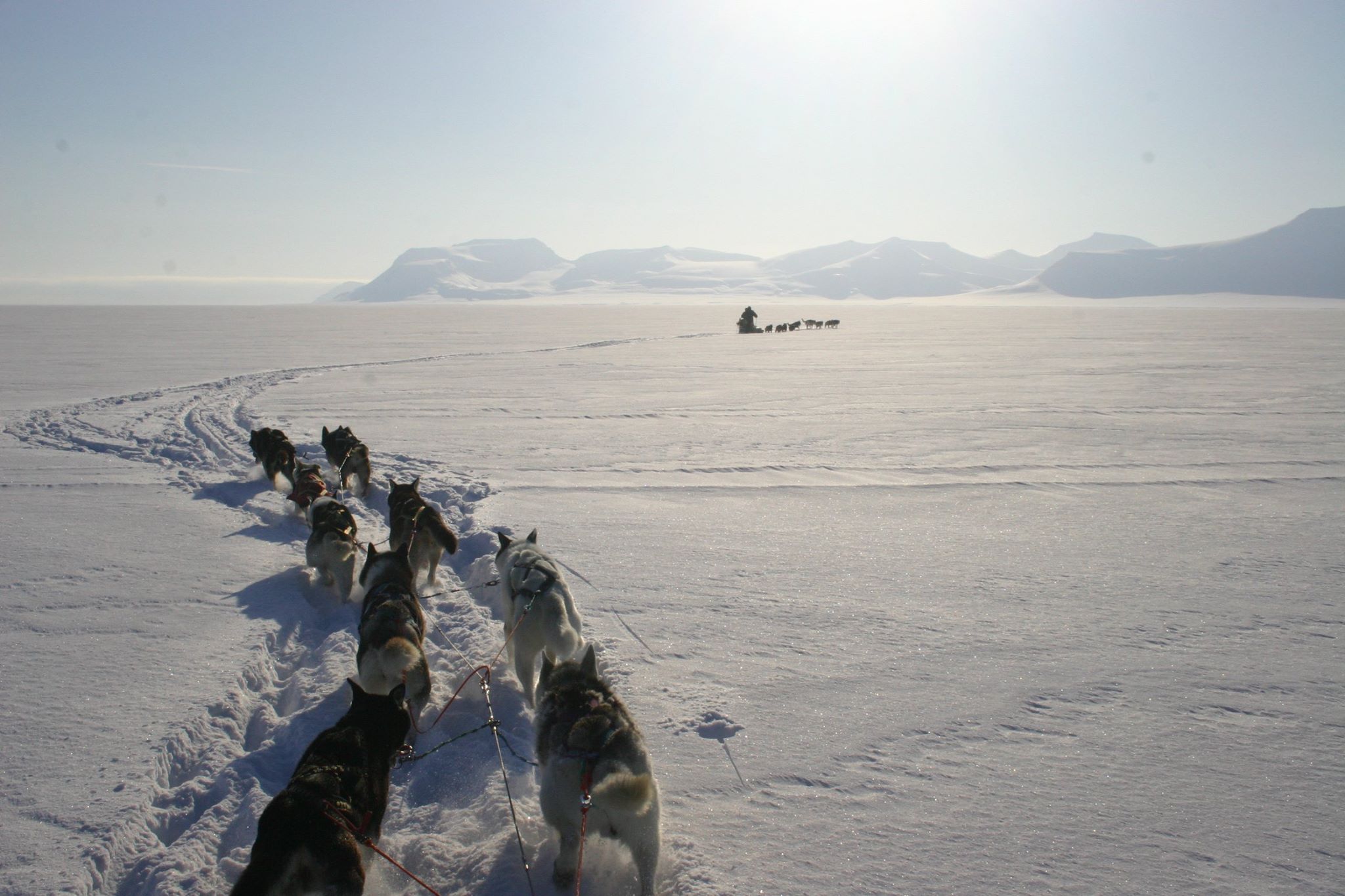 Hunder som springer i snøen og en hundeslede i det fjerne