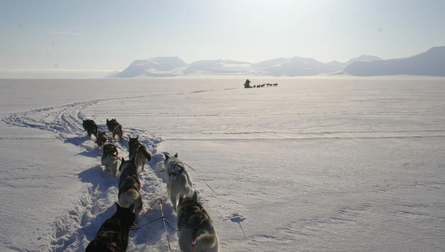 Hunder som springer i snøen og en hundeslede i det fjerne