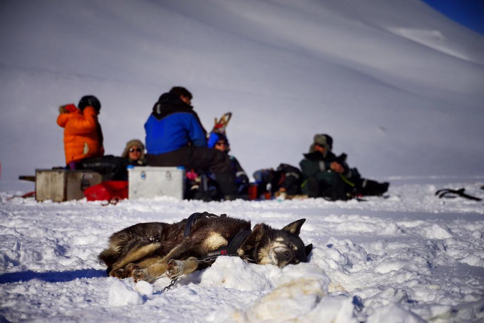 A sled dog resting in the snow and people having lunch in the background