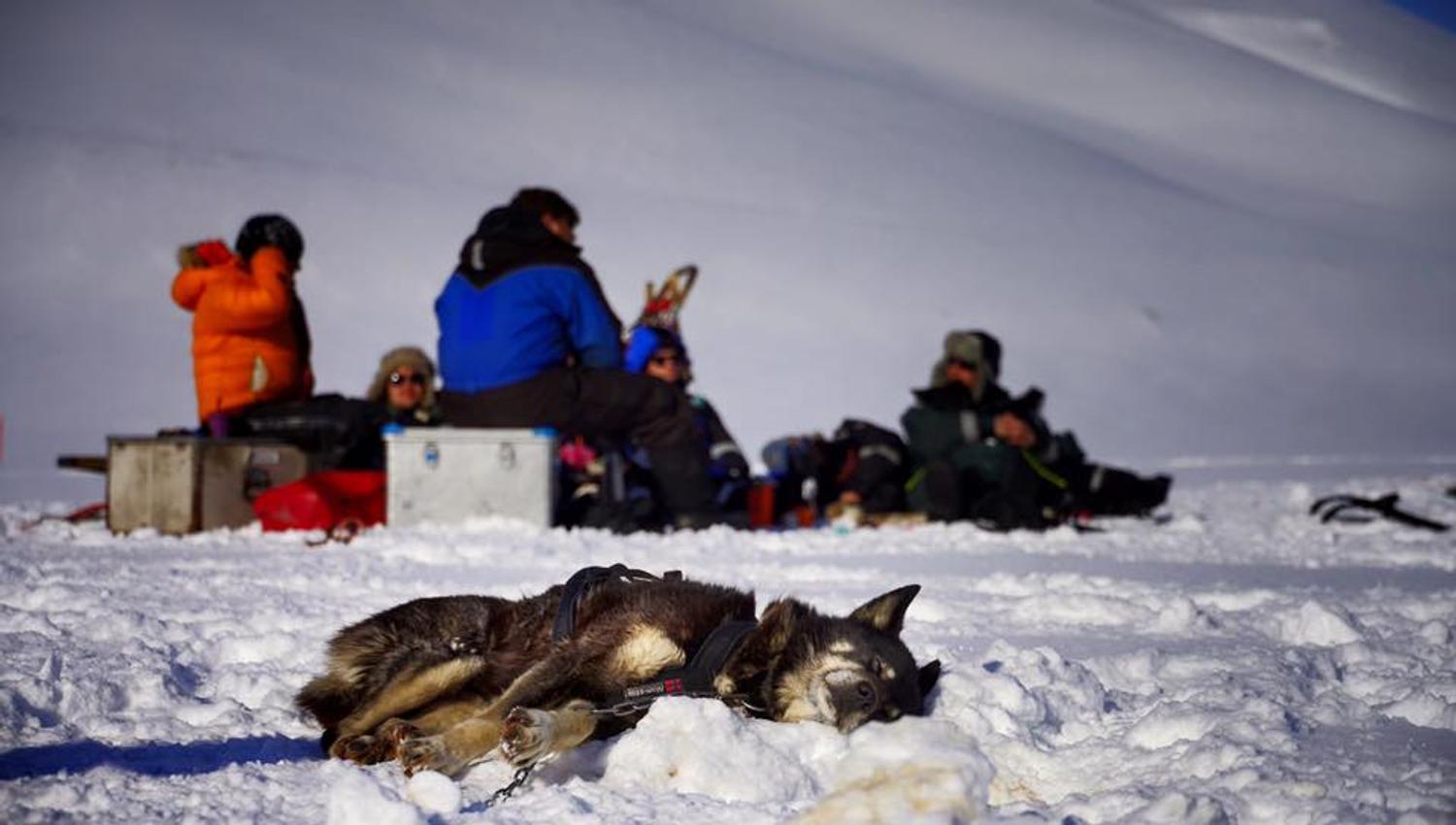 A sled dog resting in the snow and people having lunch in the background