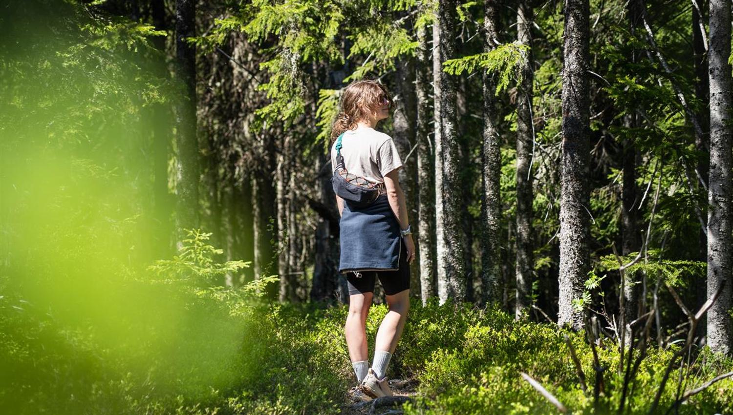 Person walking on a trail in a sunny forest.