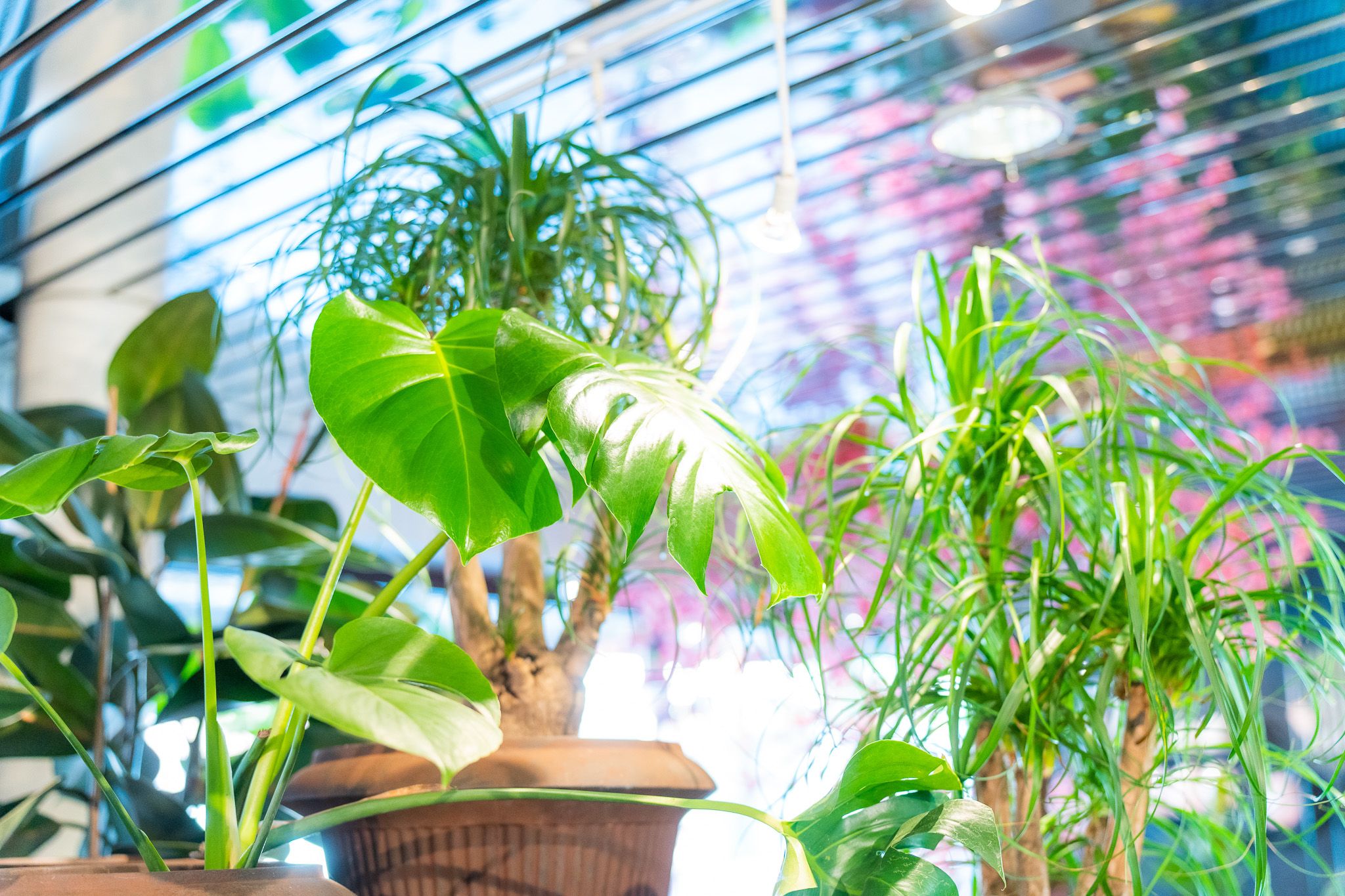Green plants from the flower shop