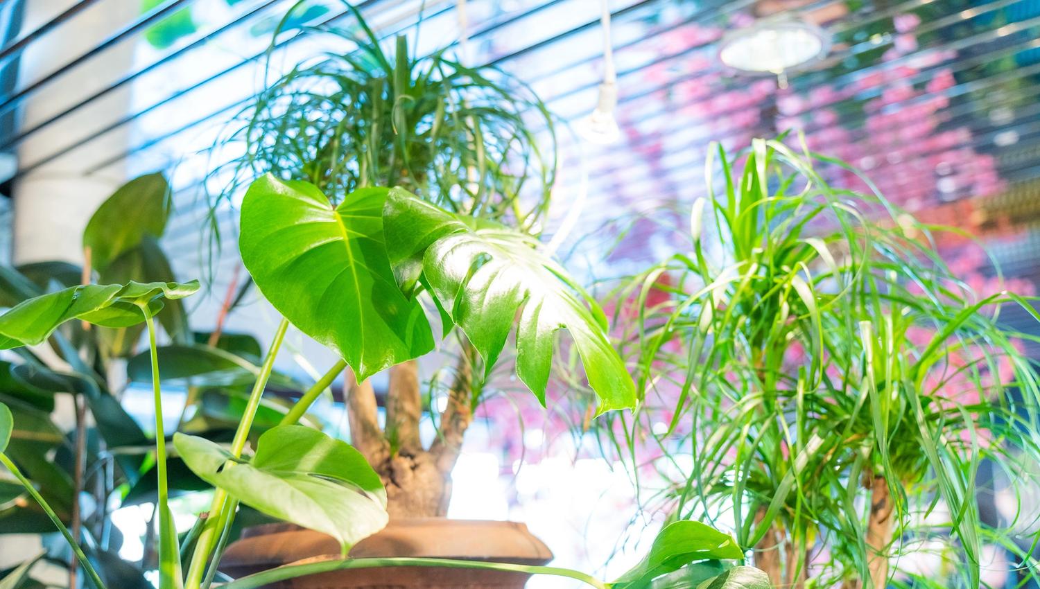 Green plants from the flower shop