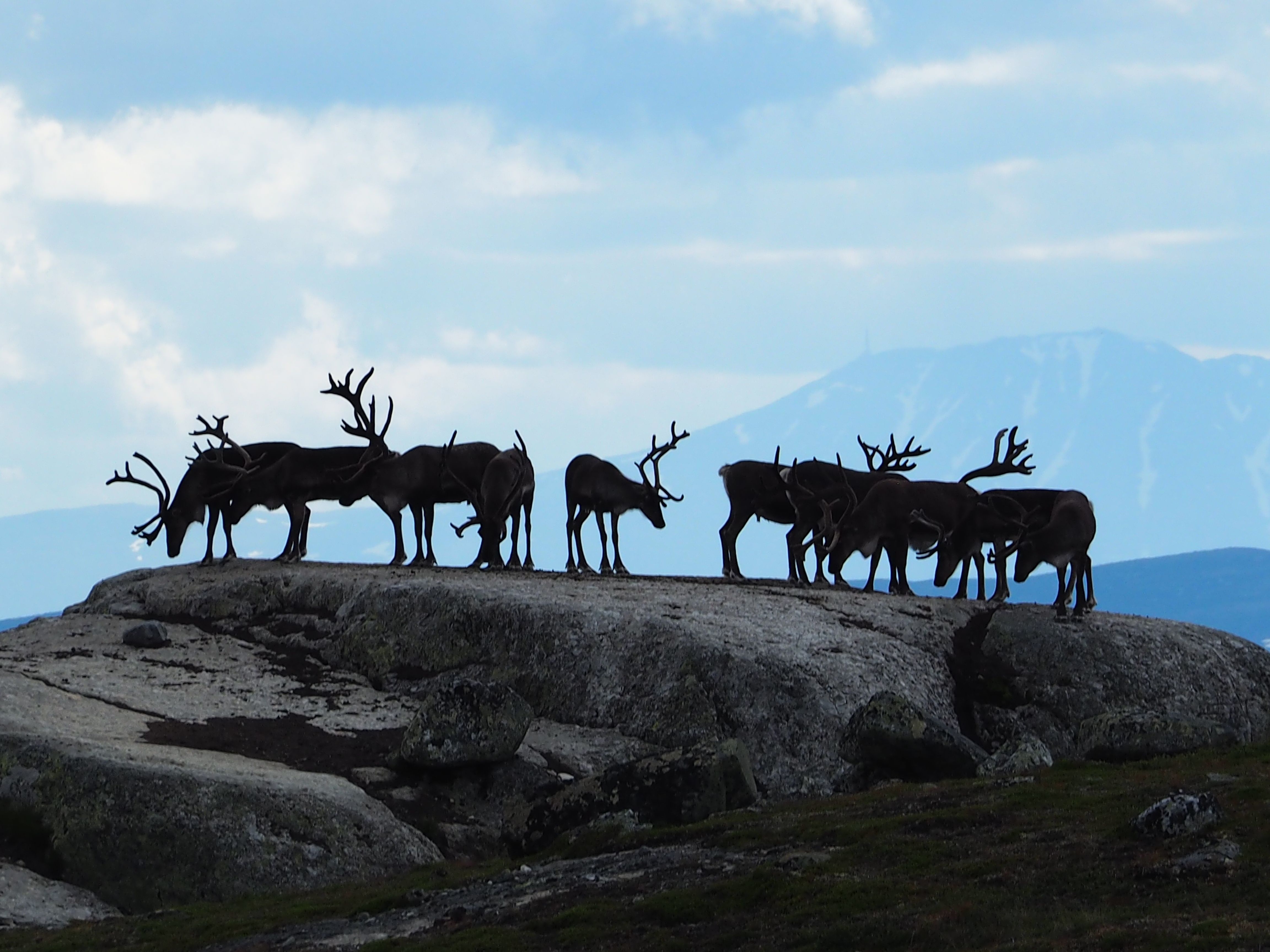 Øvre Reinsjøfjell Rein