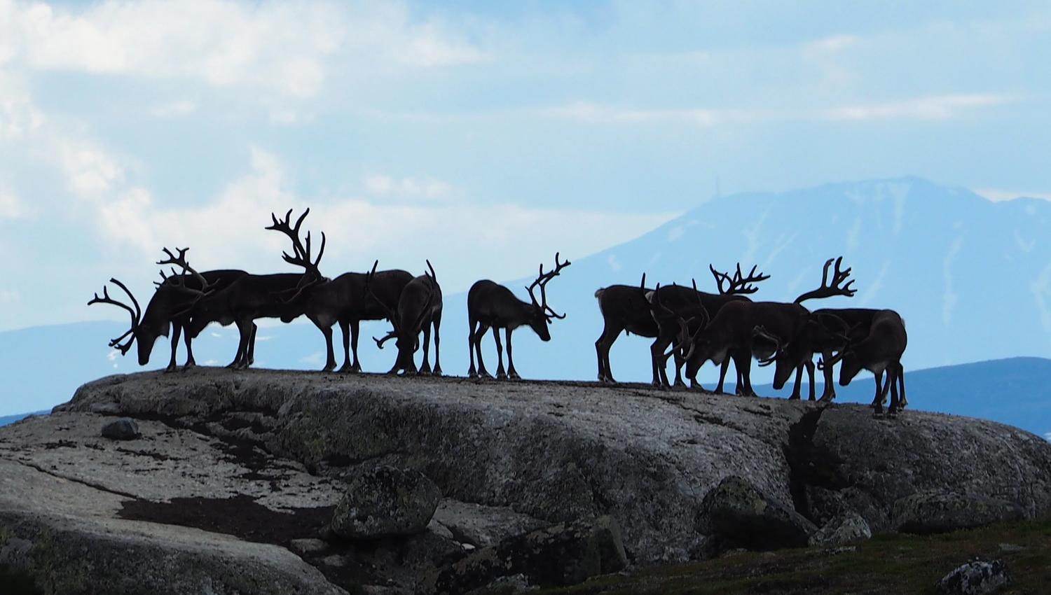 Øvre Reinsjøfjell Rein