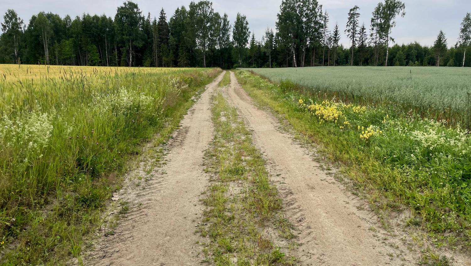 Kjerrevei - grusvei med kornåkre på hver side av veien