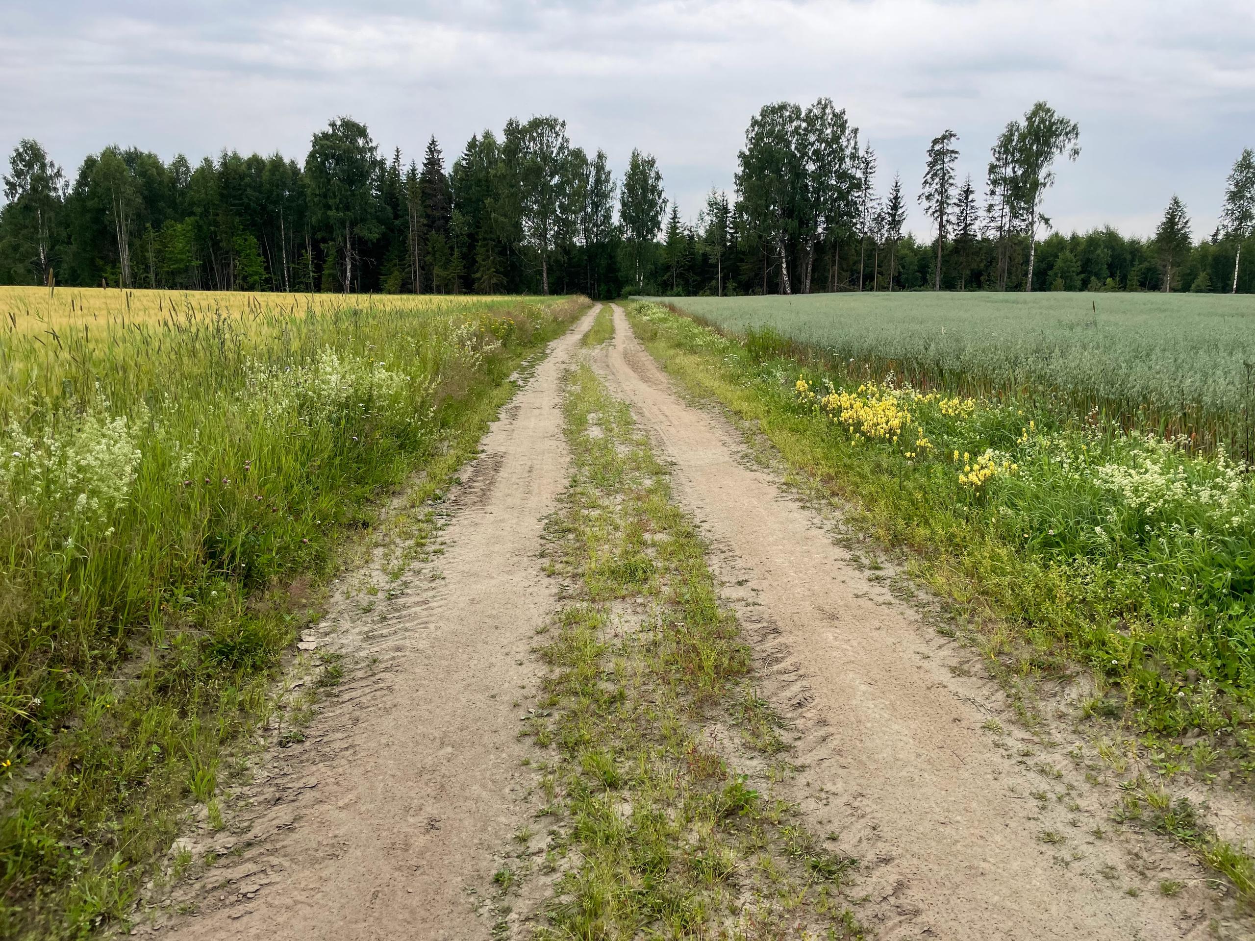Kjerrevei - grusvei med kornåkre på hver side av veien
