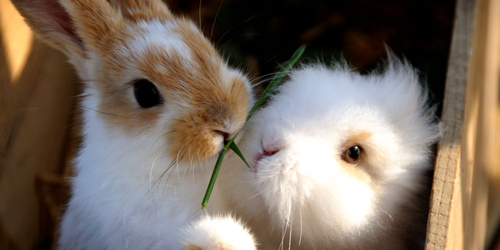 Husfrua gårdshotell - member of the Golden Road, Inderøy - the rabbits