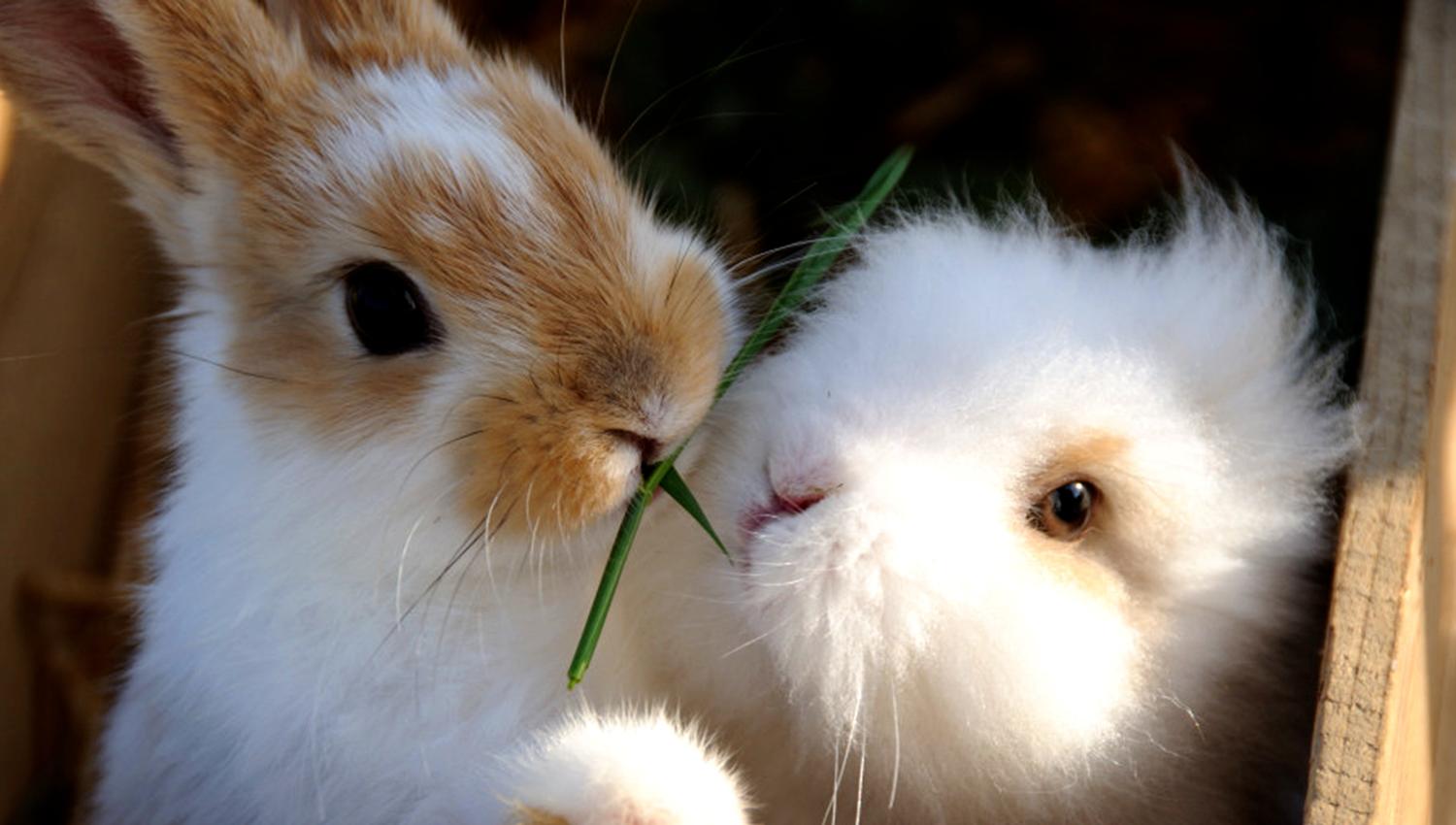 Husfrua gårdshotell - member of the Golden Road, Inderøy - the rabbits