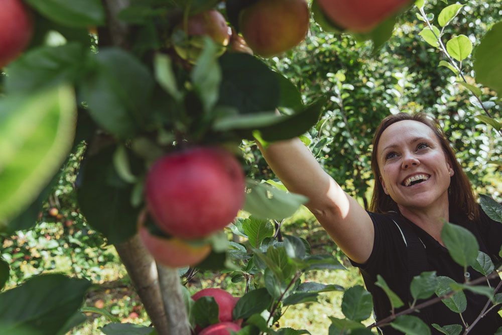 dame plukker epler på Lien Gård