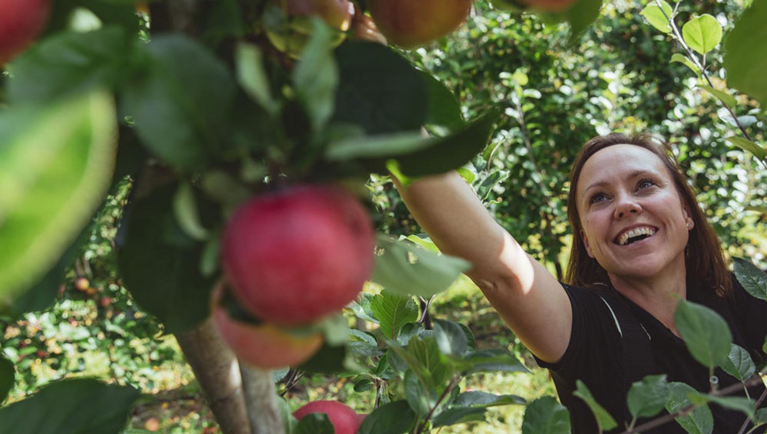 dame plukker epler på Lien Gård