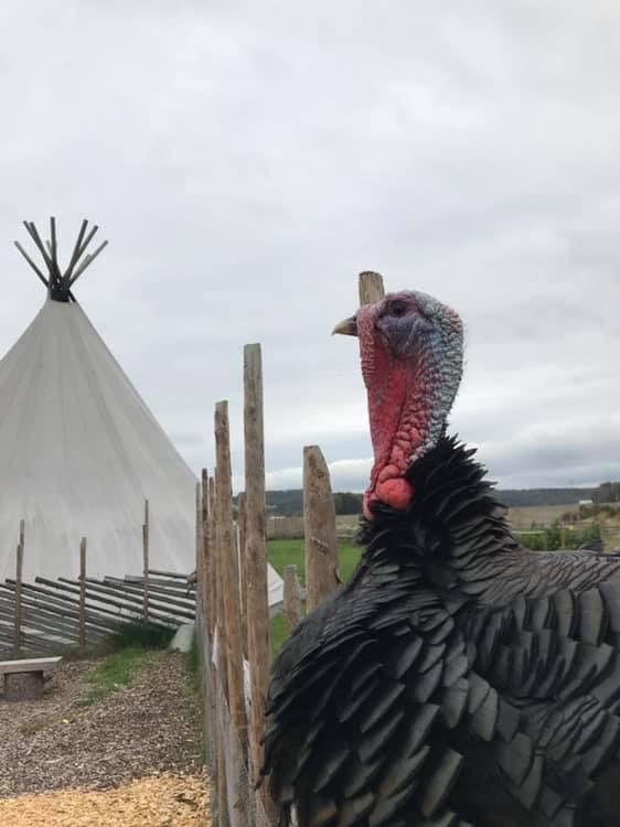 Big bird