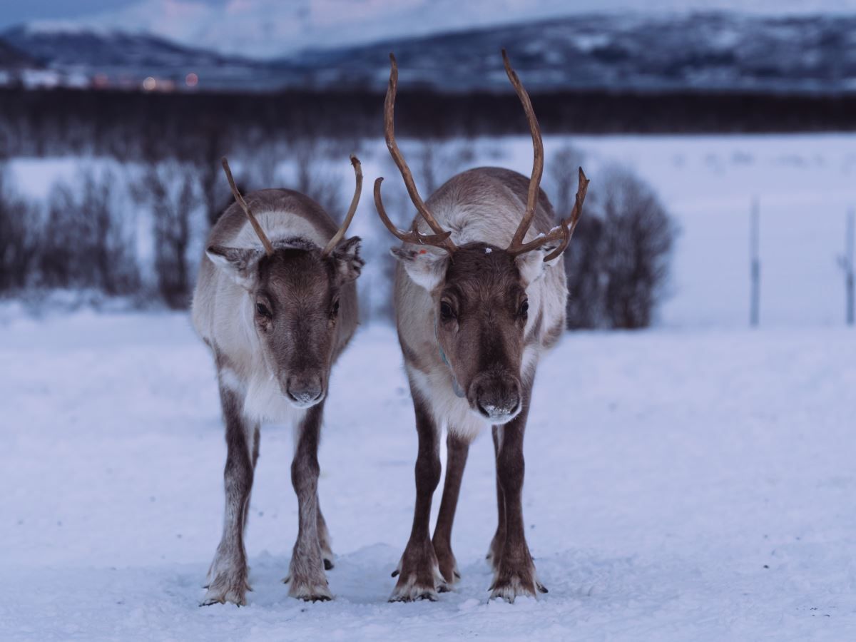 Two reindeer standing together in the snowy winter landscape at Tromsø Lapland near Tromsø.