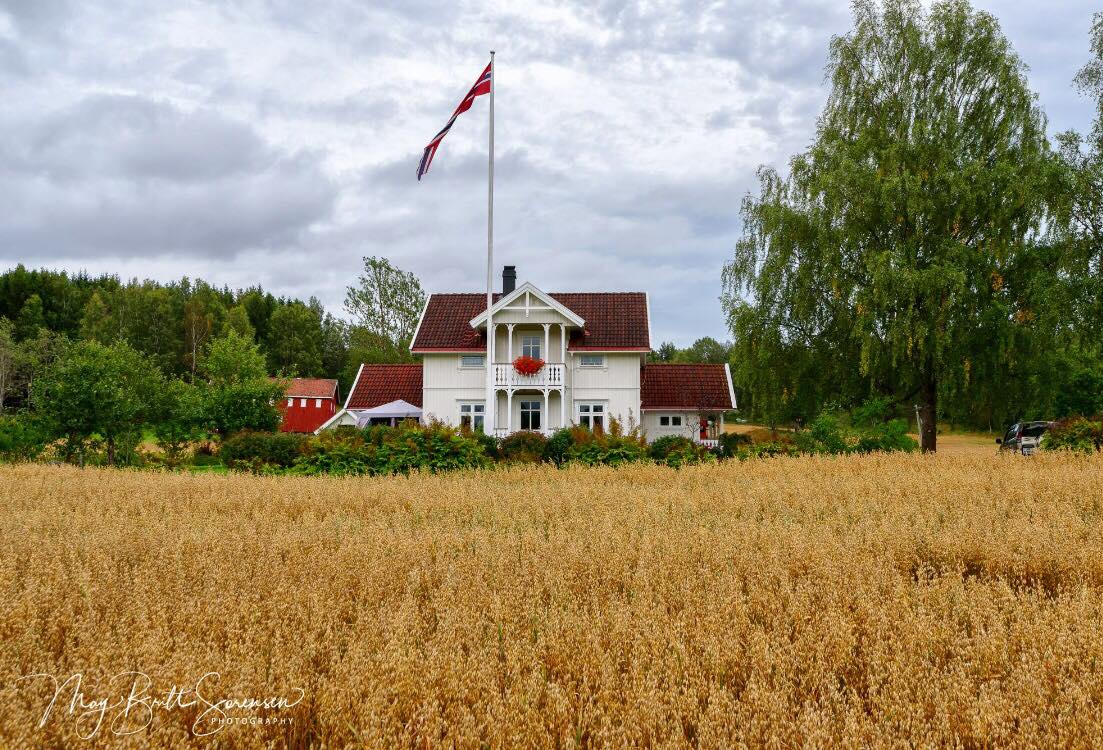Sjue Gård med korn i full blomst