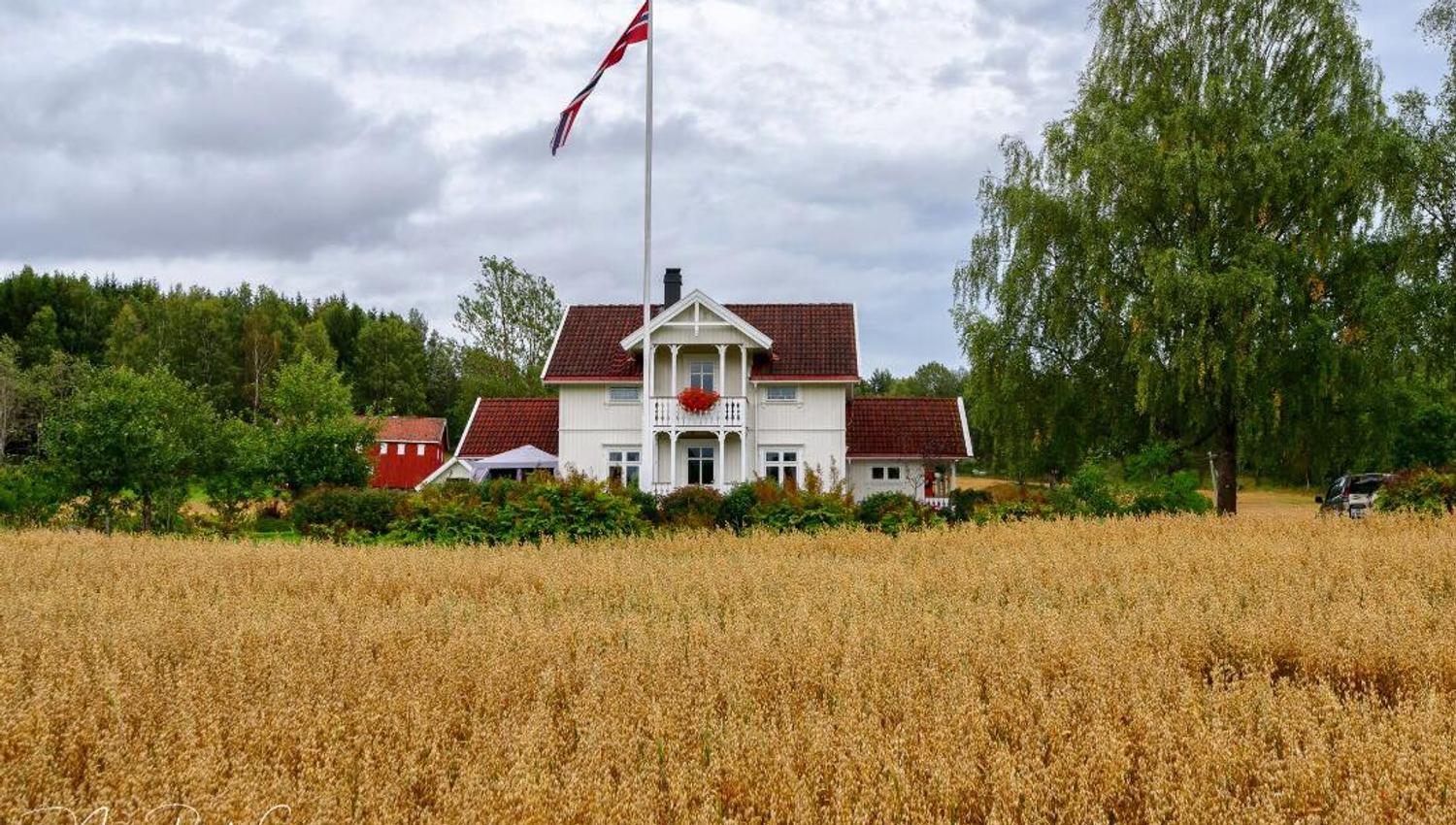 Sjue Gård med korn i full blomst