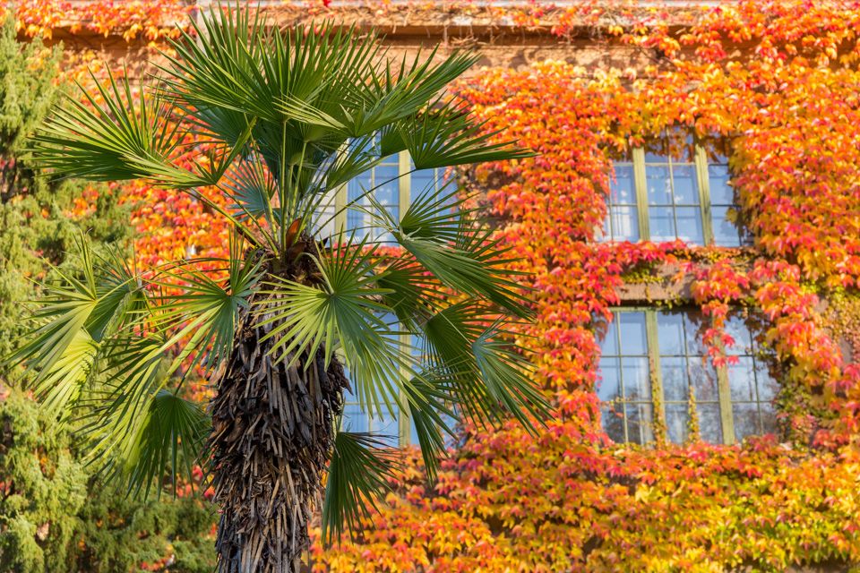 Colourful contrasts. Botanical Garden, Oslo