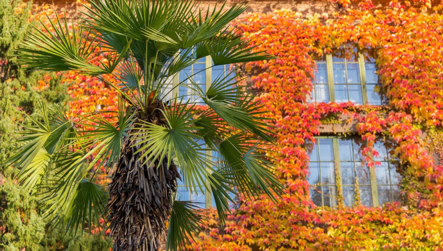 Colourful contrasts. Botanical Garden, Oslo
