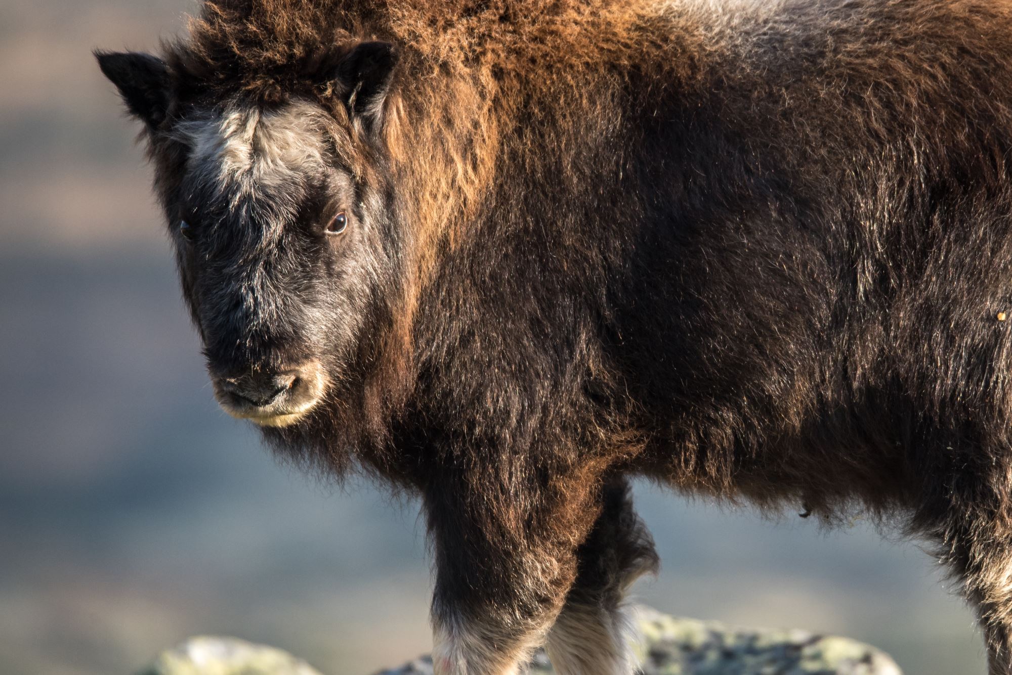 Musk Ox Safari