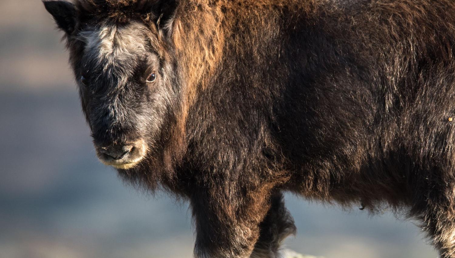Musk Ox Safari