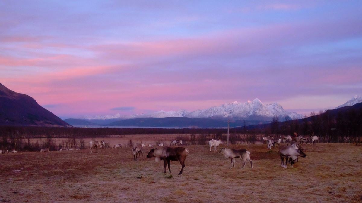 Reindeer herd in the evening at Tromsø Lapland