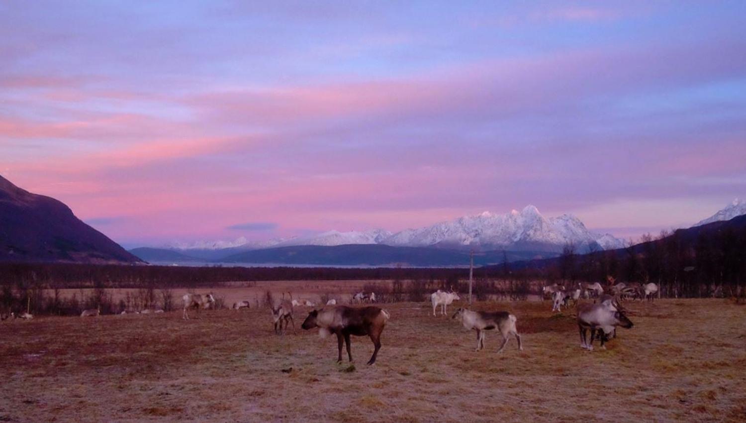 Reindeer herd in the evening at Tromsø Lapland