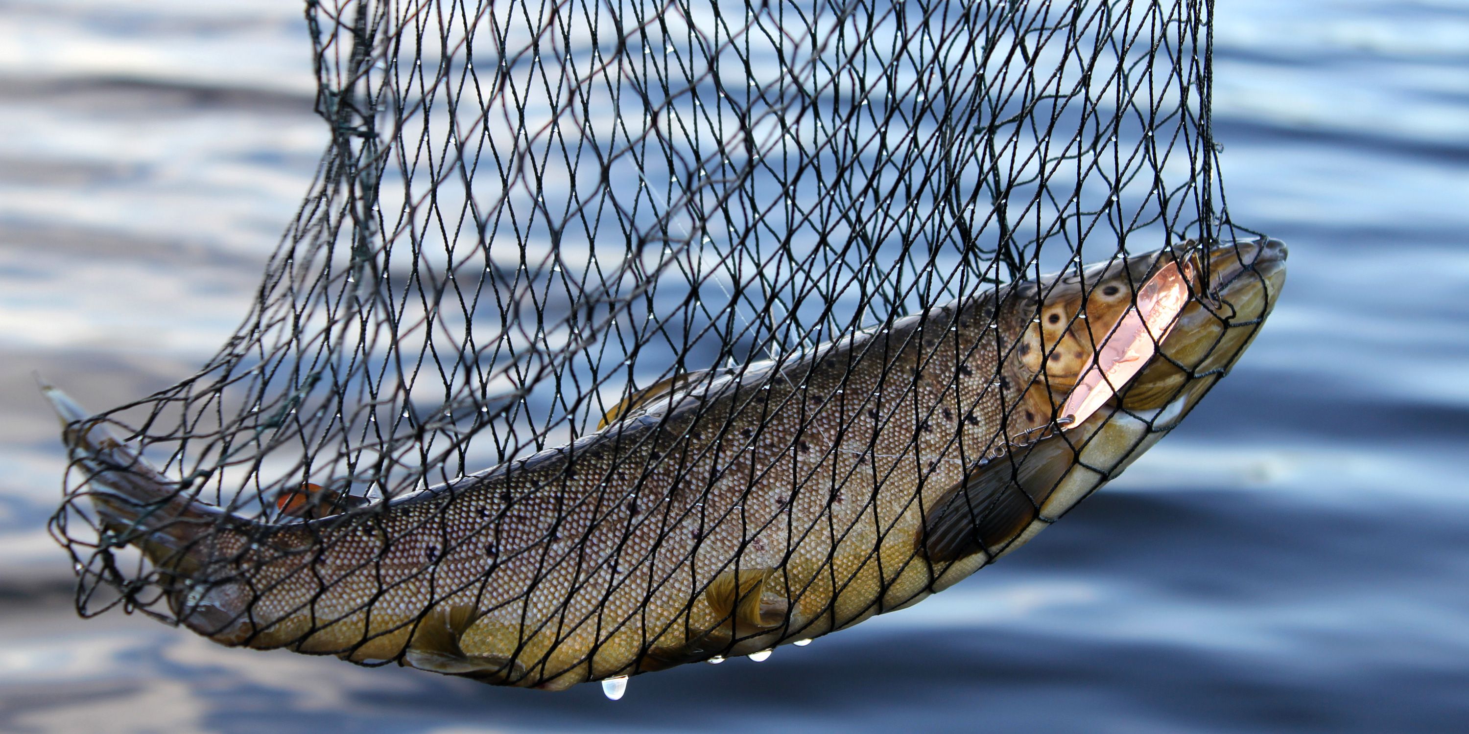 Net fishing in Lake Snåsavatnet