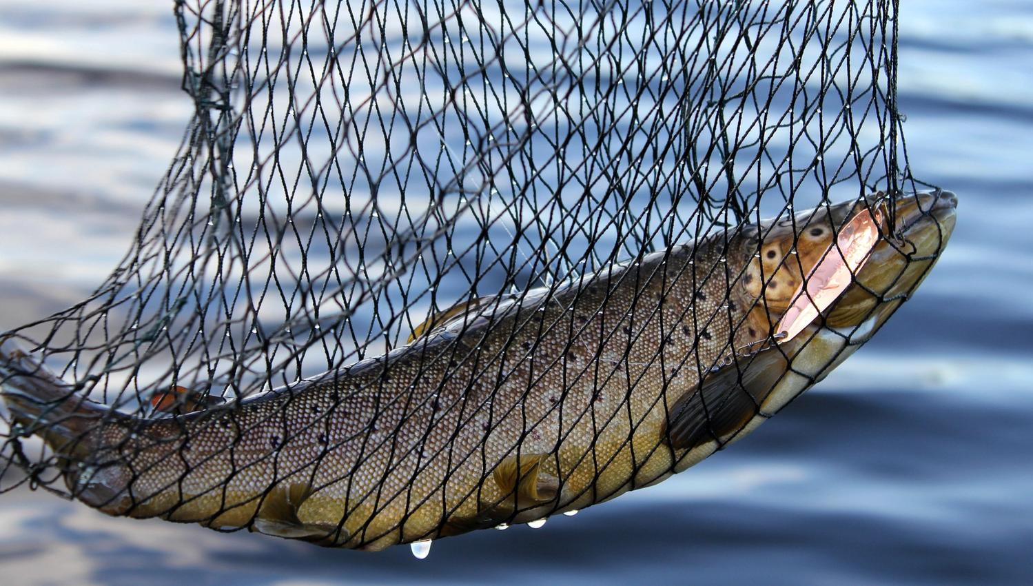 Net fishing in Lake Snåsavatnet