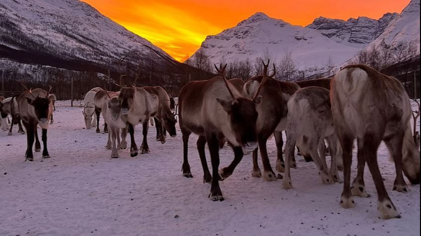 Flock of reindeer in a snowy landscape