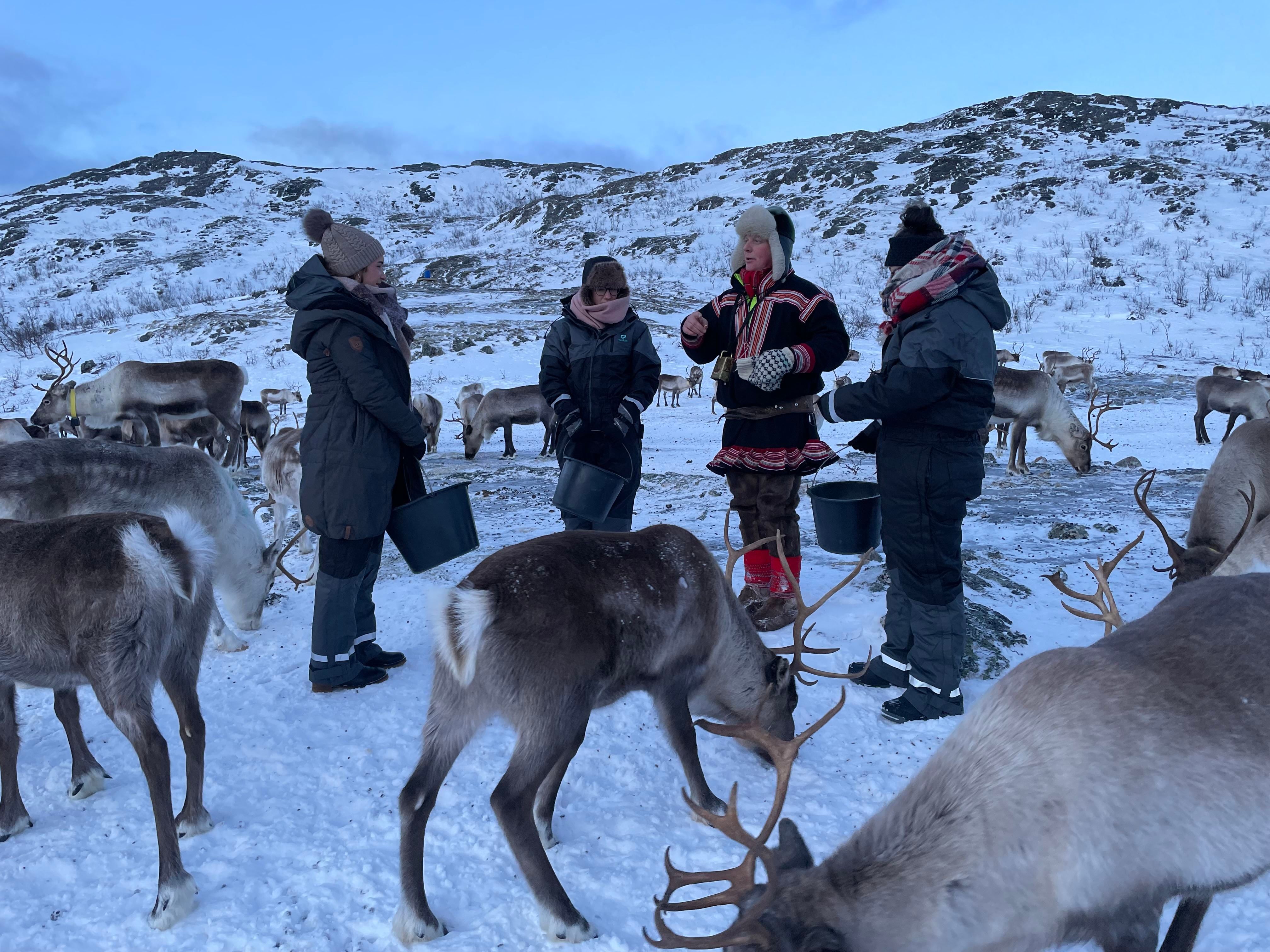 Four people with buckets among reindeer in a snowy landscape with hills in the background