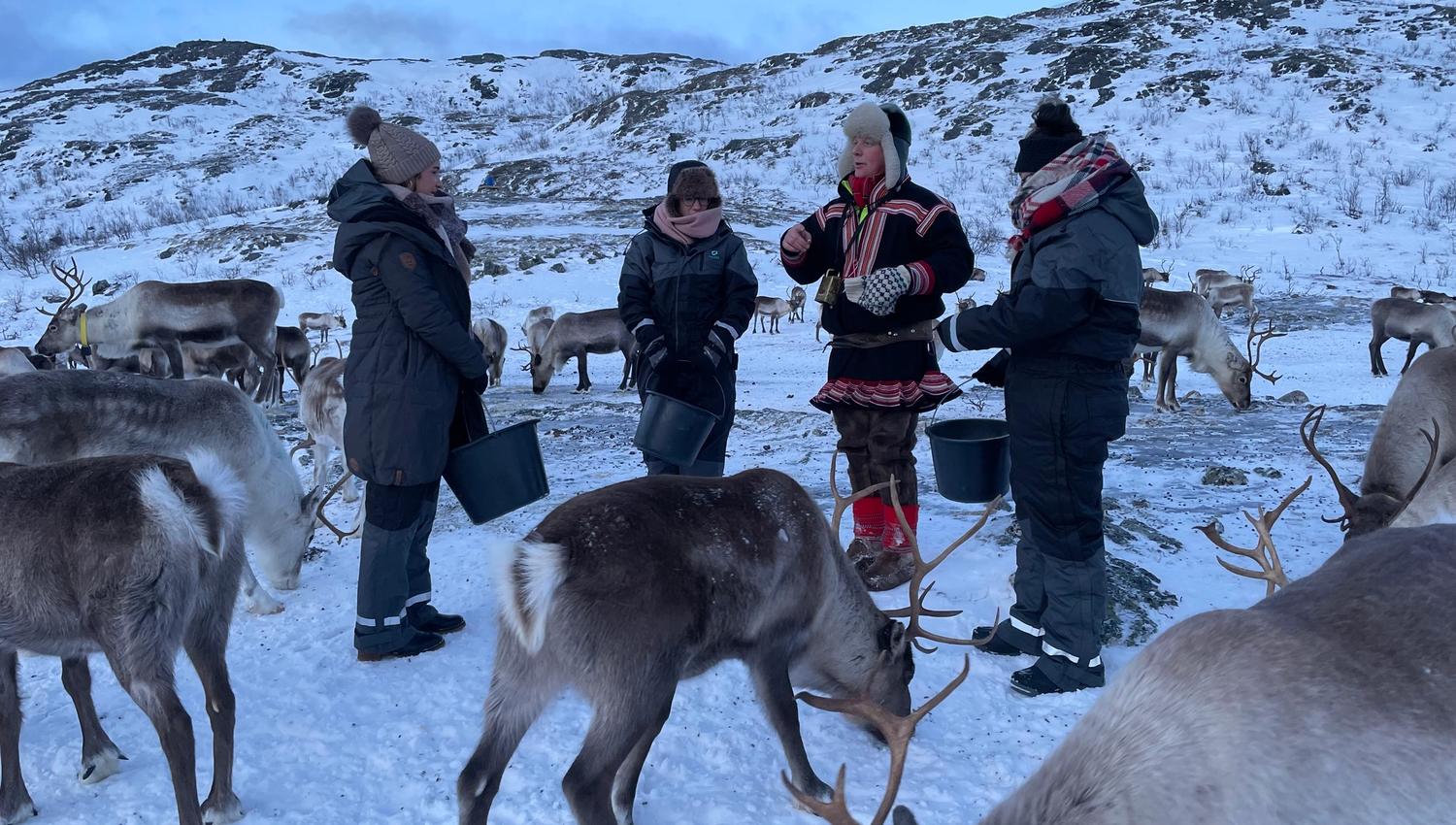 Four people with buckets among reindeer in a snowy landscape with hills in the background