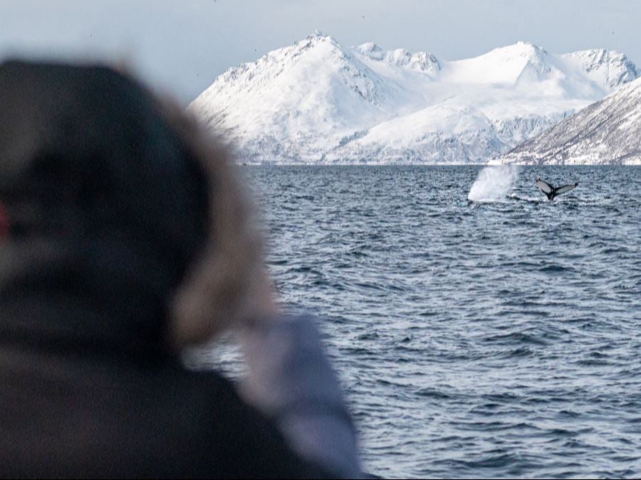 En gjest fotograferer hvaler