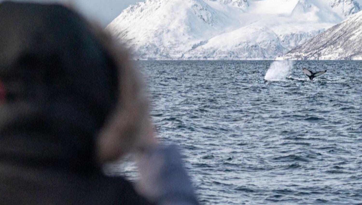 En gjest fotograferer hvaler