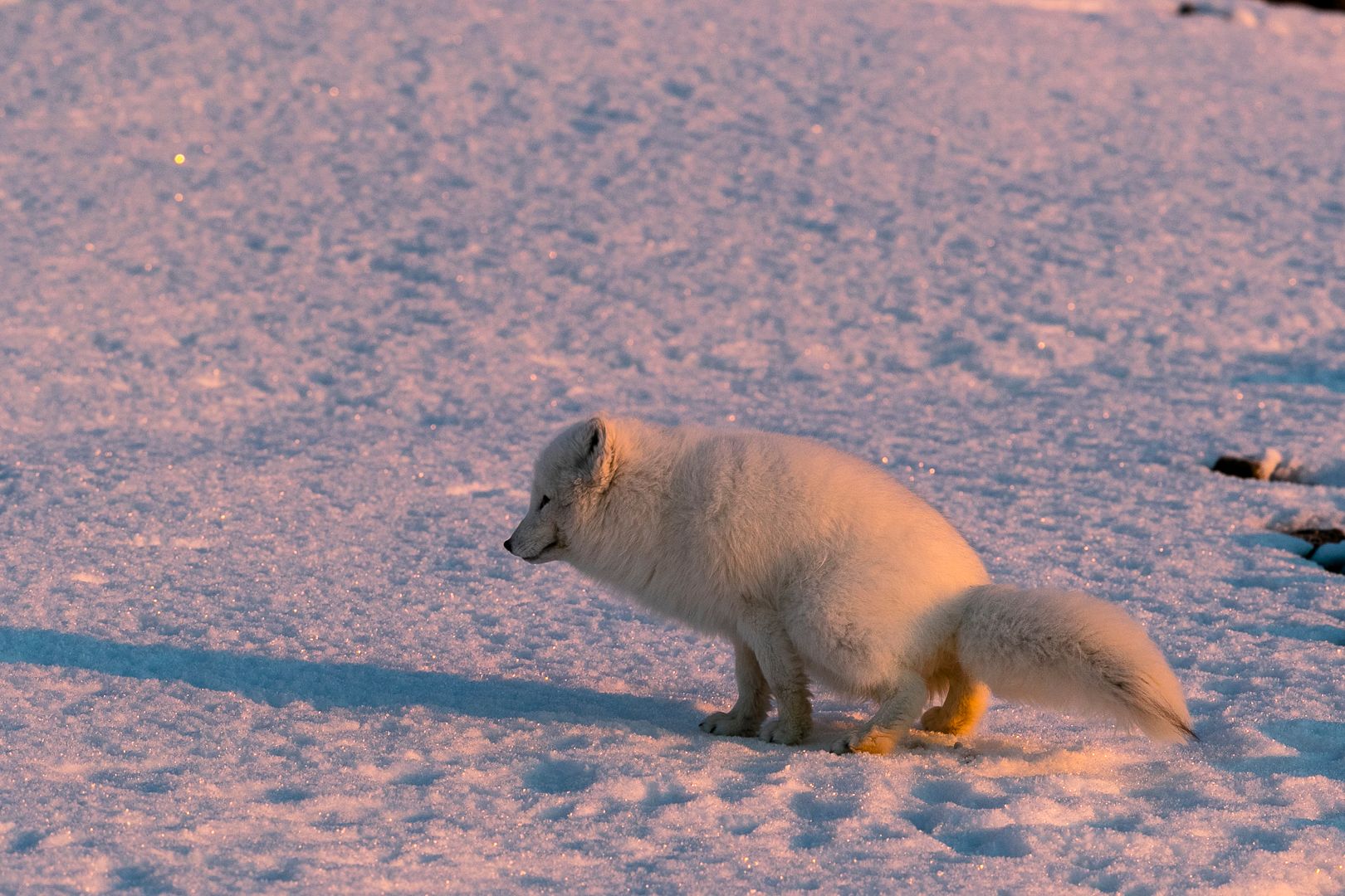 Polarfox in wintercoat squatting on the snow 