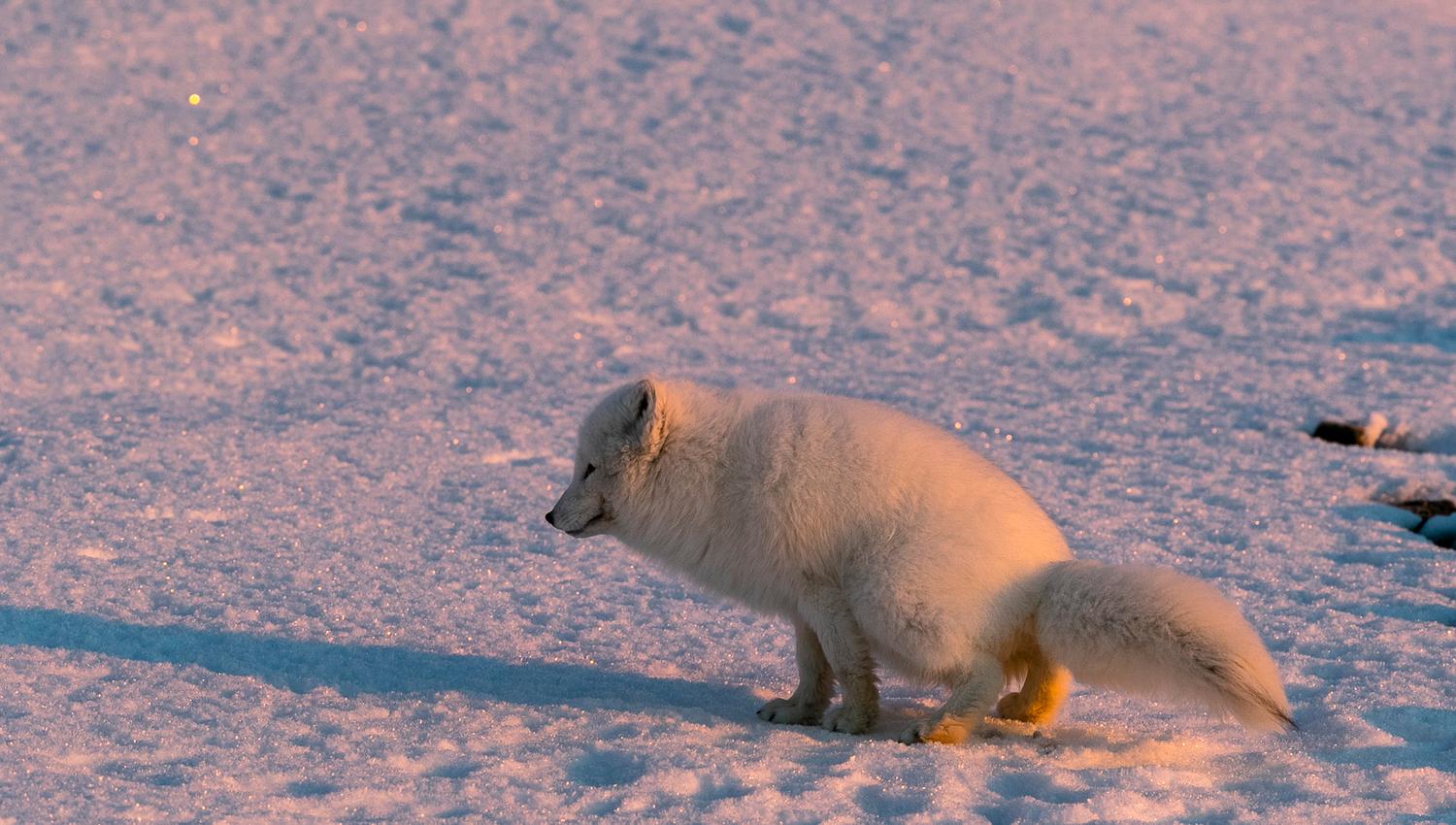 Polarfox in wintercoat squatting on the snow