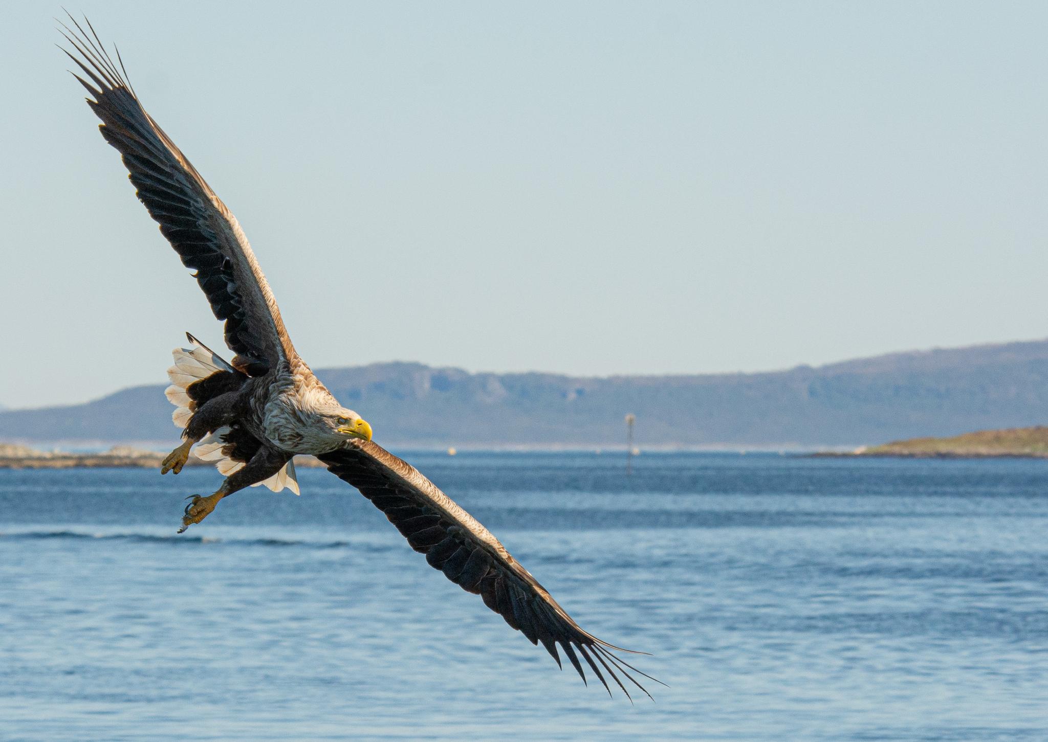 2-hour White Tailed Eagle Safari- Smøla Naturopplevelser