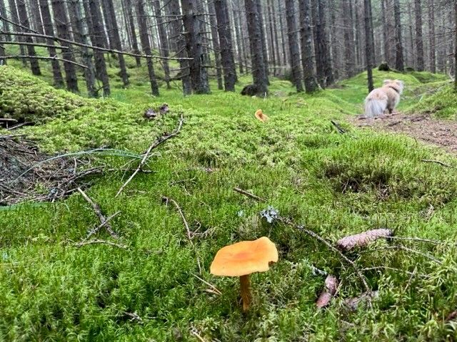 hund på sti i granskog. Gul sopp i forgrunnen