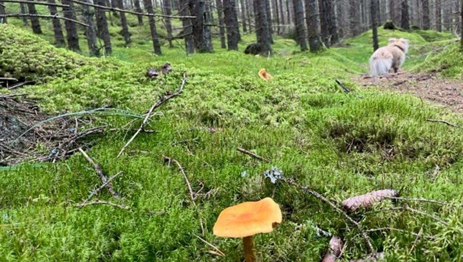hund på sti i granskog. Gul sopp i forgrunnen