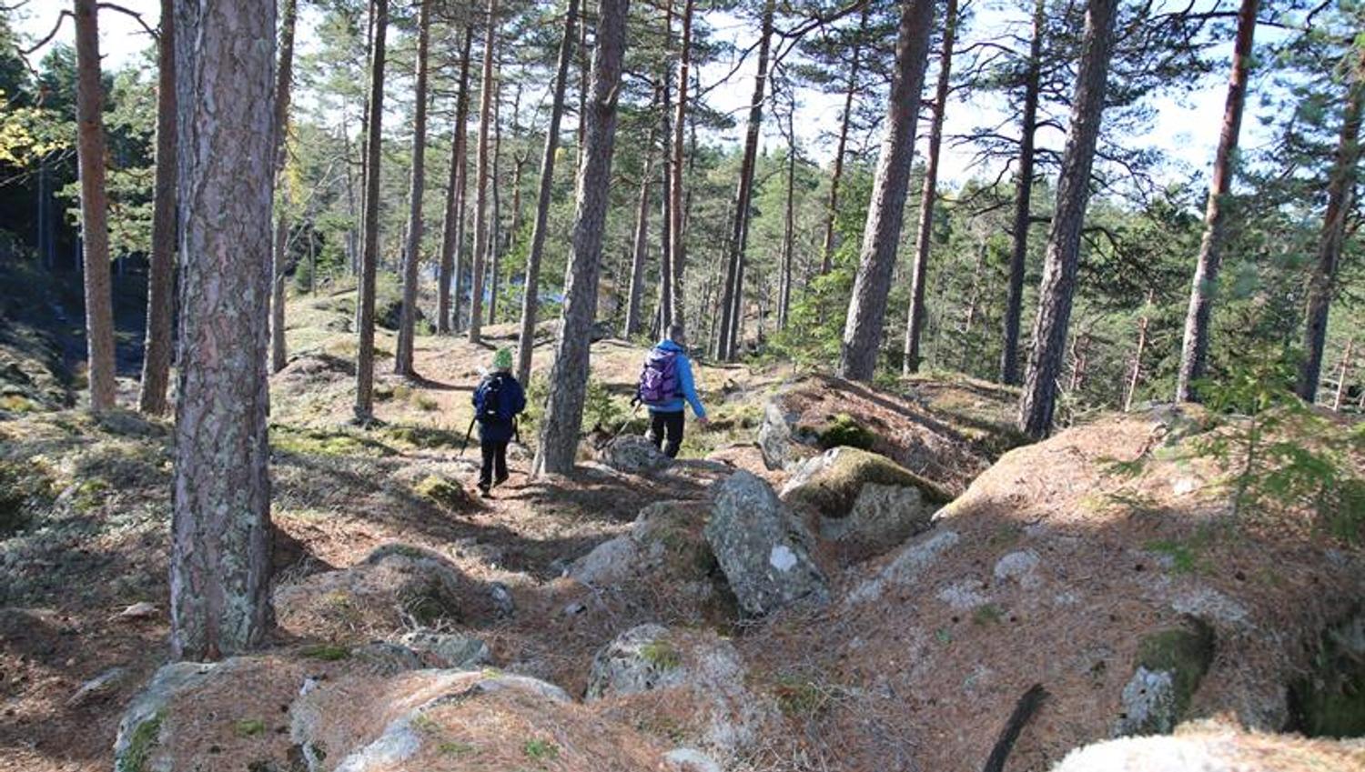 På tur gjennom åpen furuskog