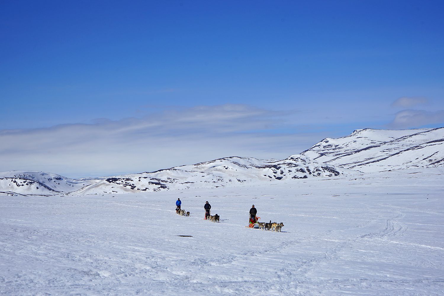 Hundekjøring på Valdresflye