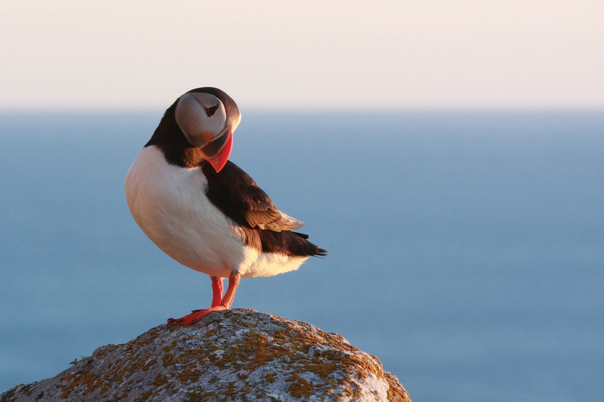 Puffin 