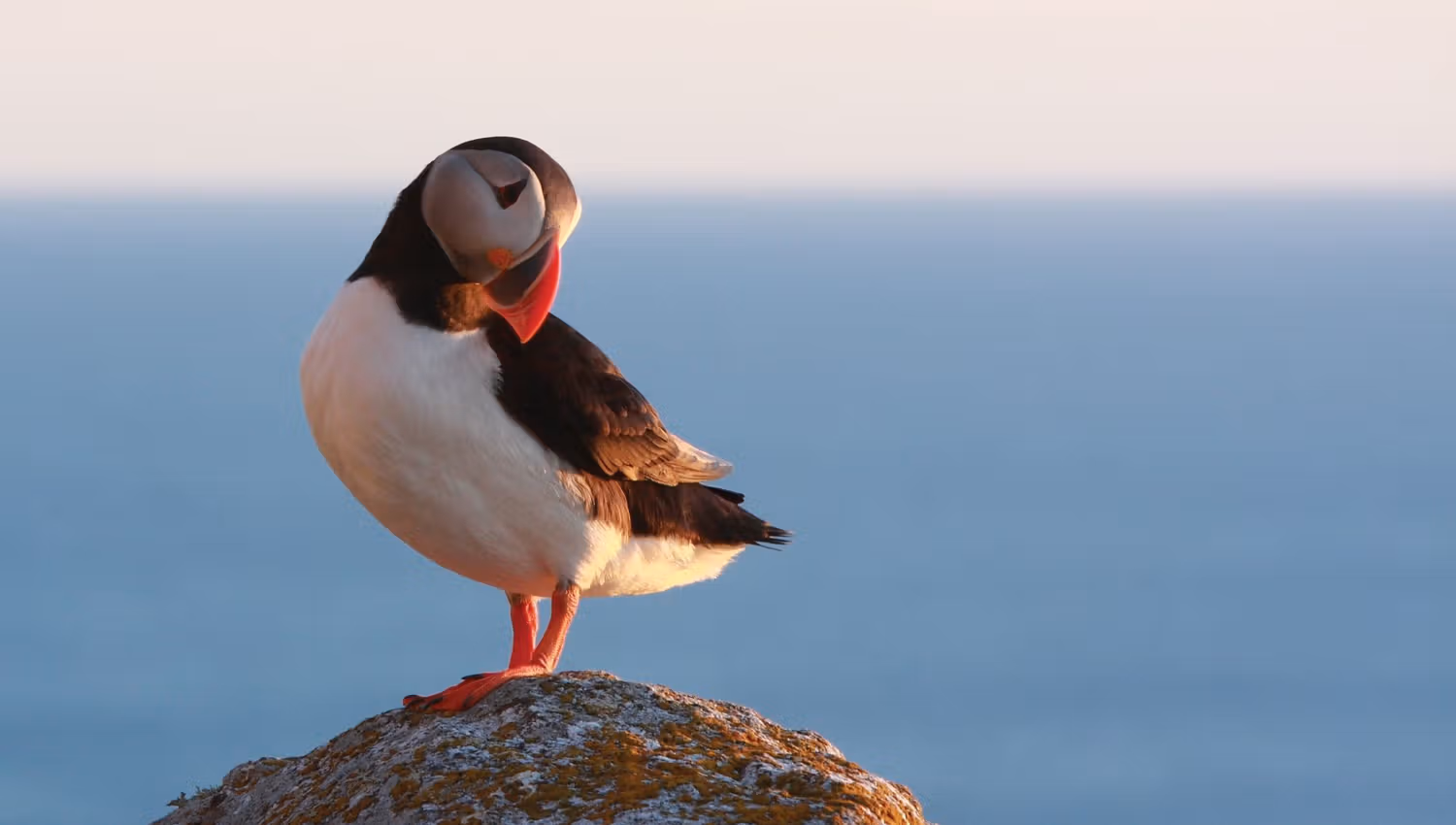 Puffin