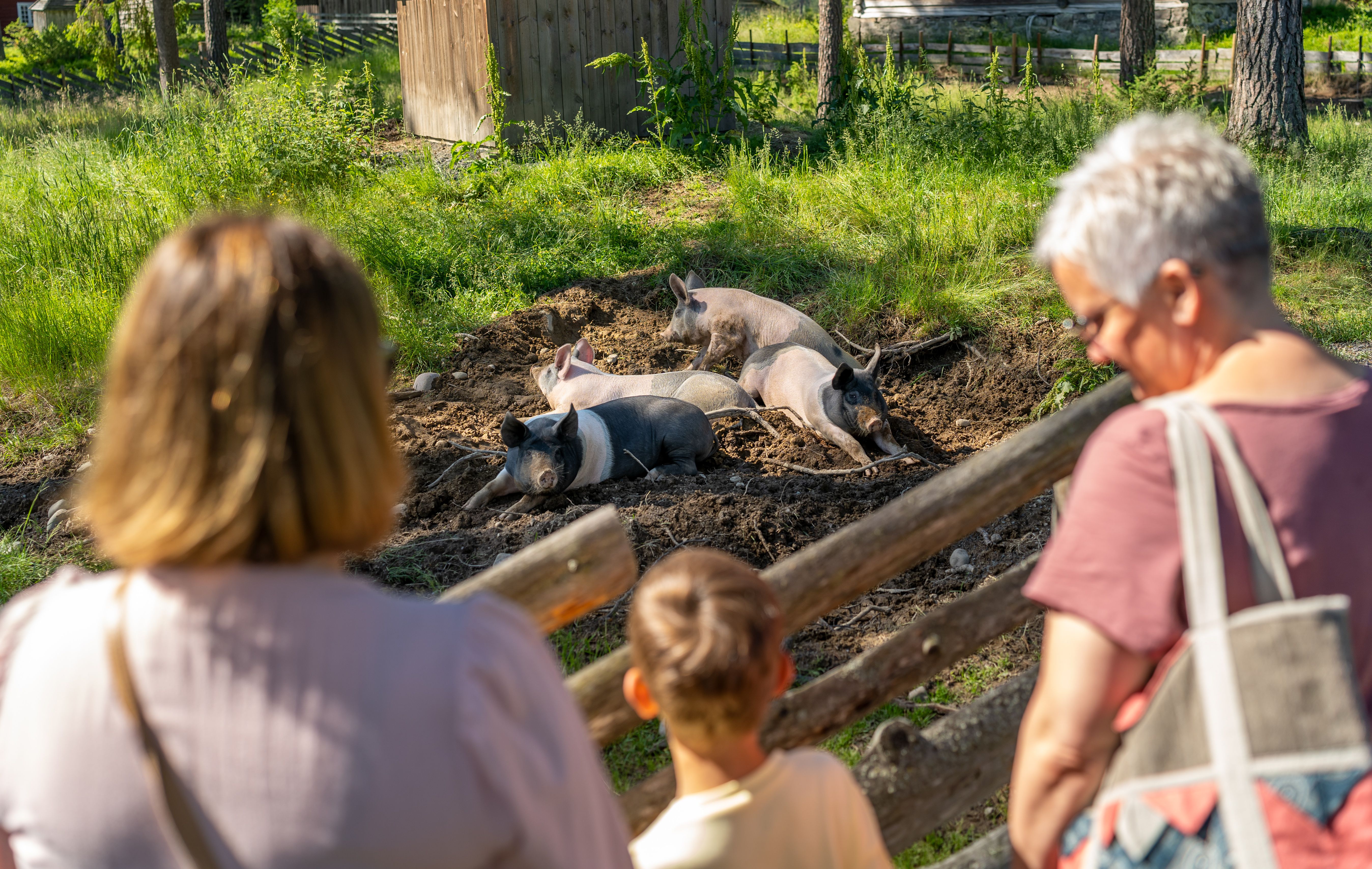 Pigs at the Anno Glomdal Museum