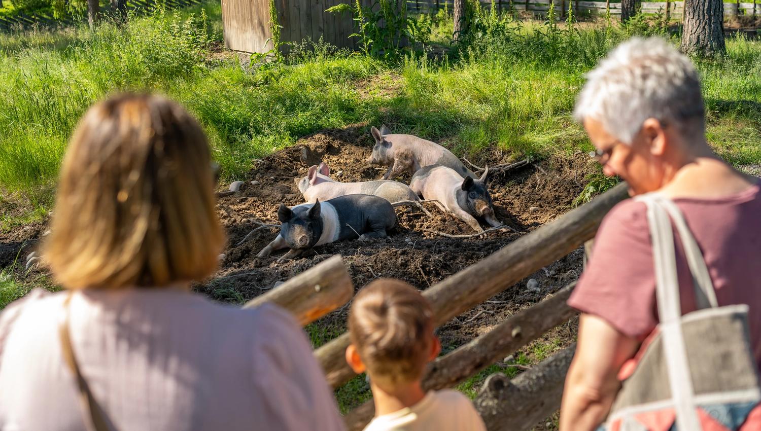 Pigs at the Anno Glomdal Museum