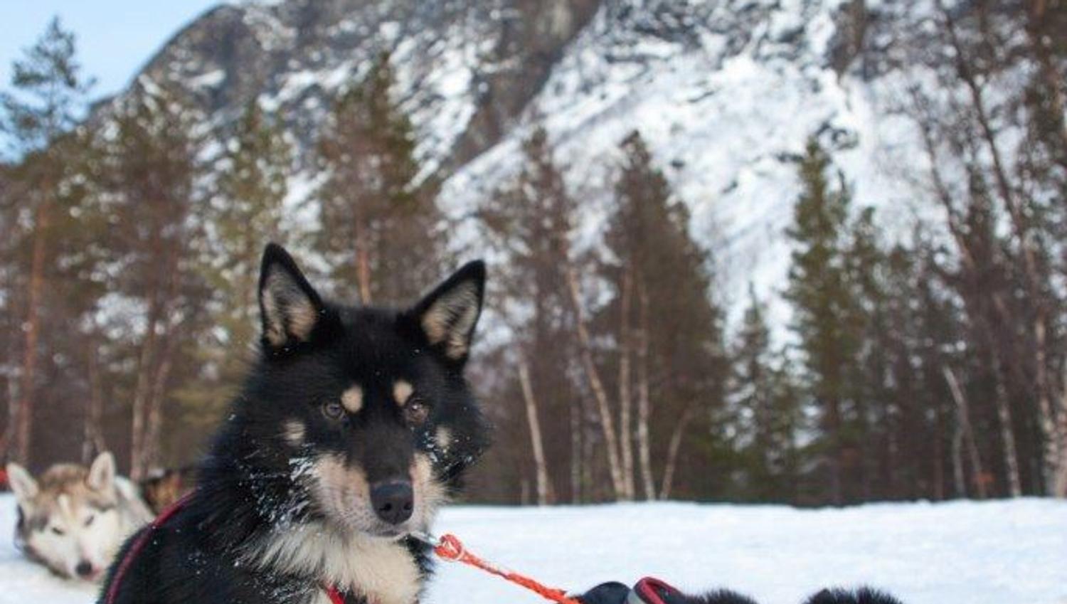 To huskyer som slapper av i snøen
