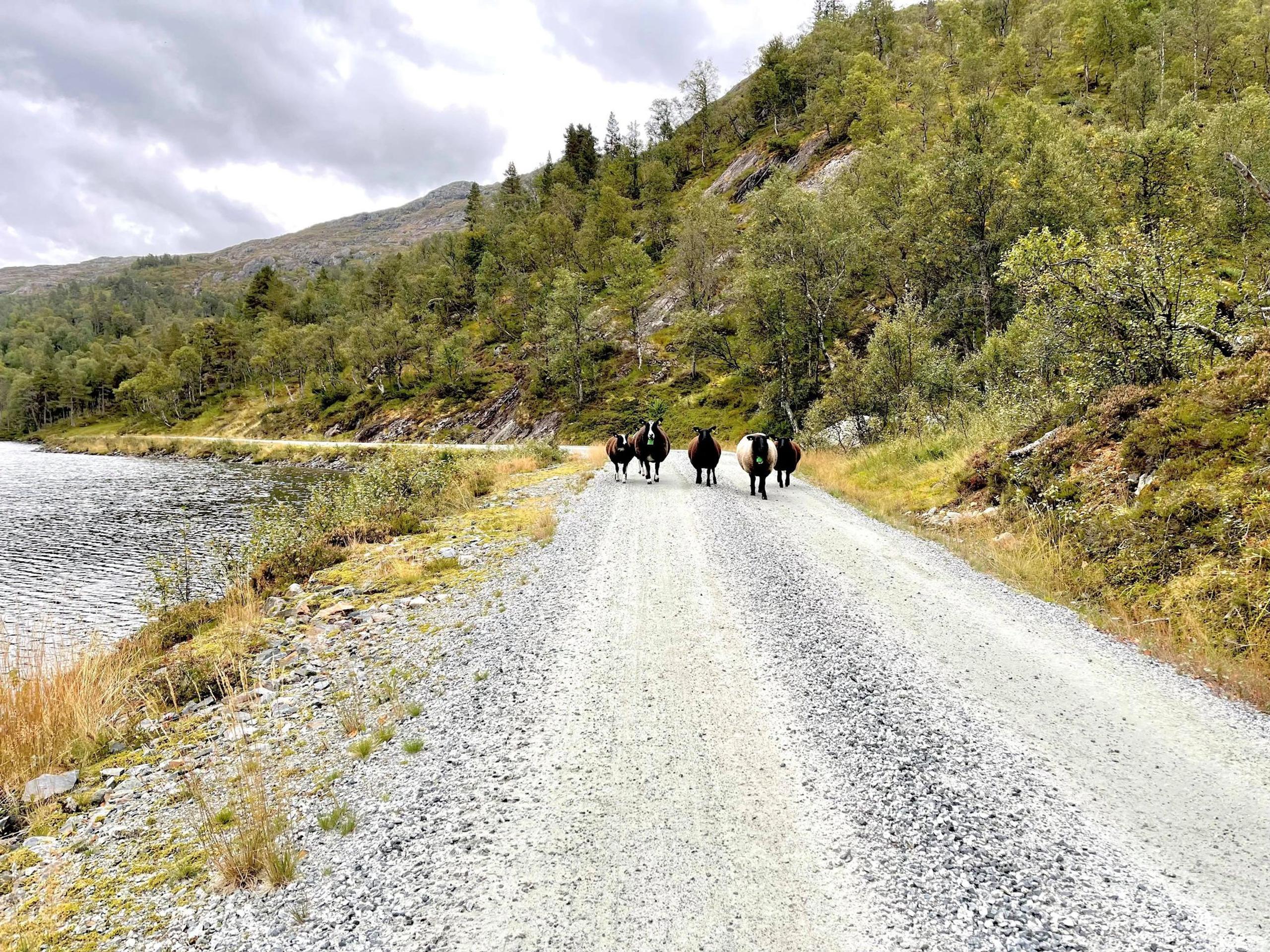 Bike ride from Nesflaten to Mosvatnet in Suldal