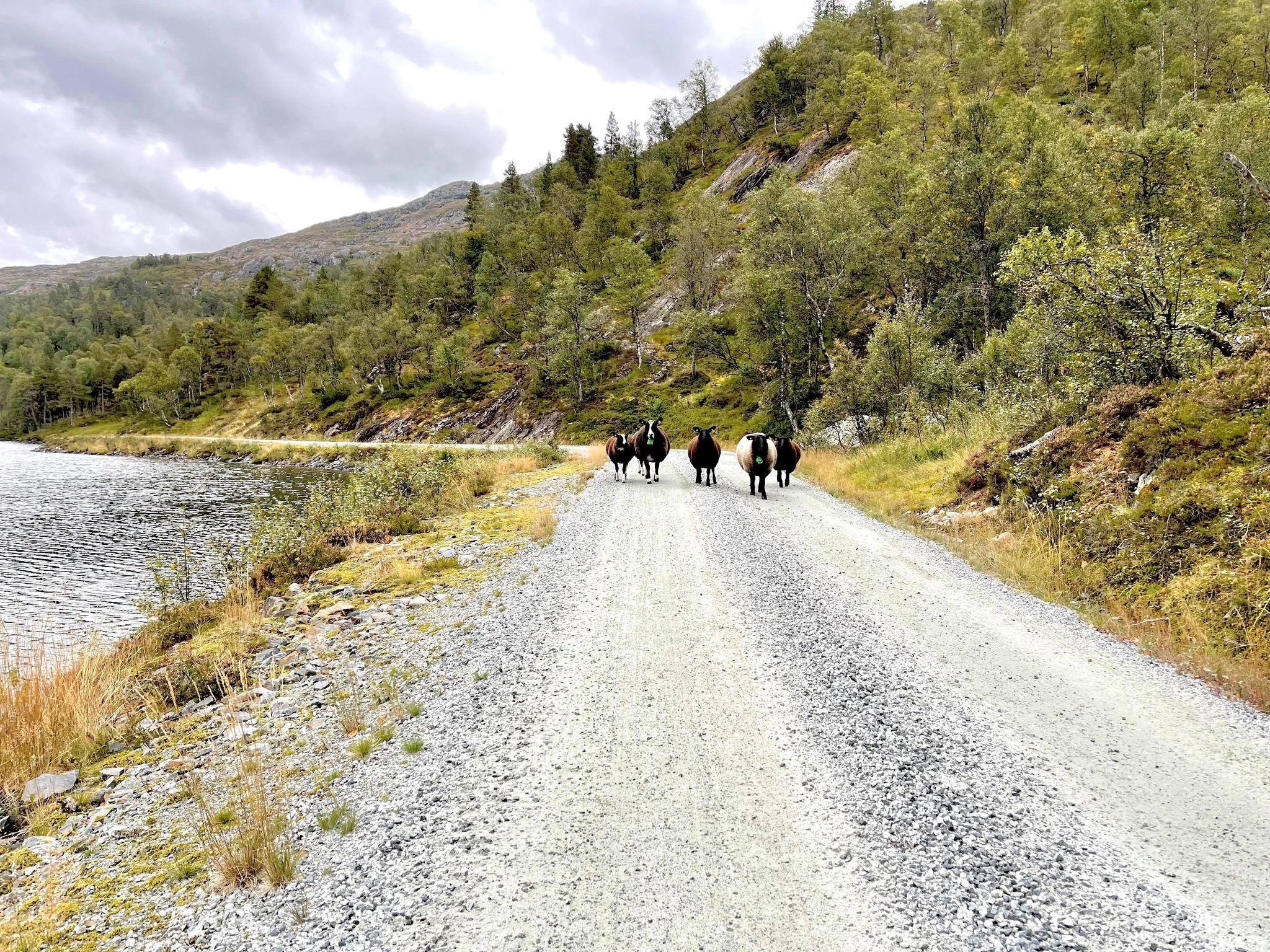 Bike ride from Nesflaten to Mosvatnet in Suldal