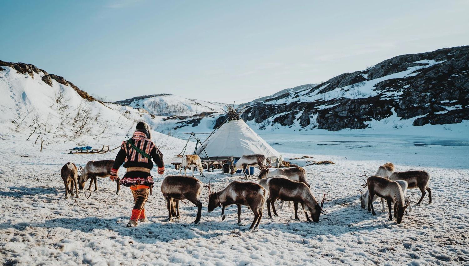 Person in traditional clothing with reindeer in a snowy landscape and a lavvu in the background